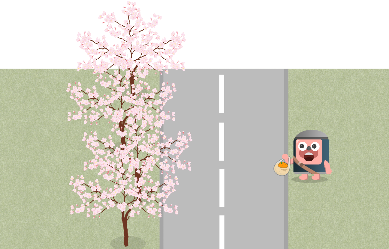 道に沿って桜が咲いている